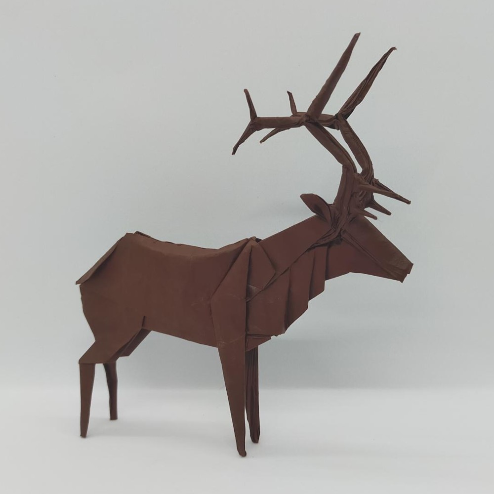 Roosevelt Elk